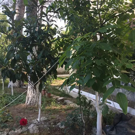Holiday Peco Villa Vlorë